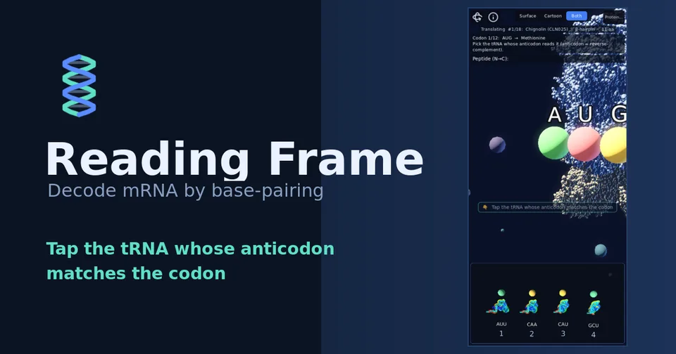 阅读框架 / Reading Frame